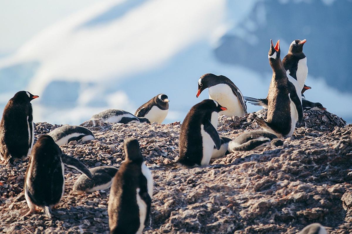 Penguins on rocks - links to itinerary